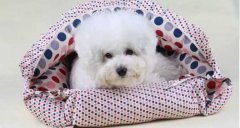 氣溫驟變，謹記寵物保暖工作哦！