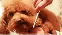 如何給狗狗梳毛？