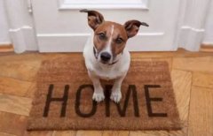 春節寵物寄養，不可不知的注意事項