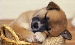 狗狗不吃東西怎么回事？