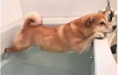 這幾種“酷刑”，據說狗狗都超級怕！