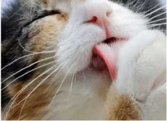 喵為什么這么愛舔毛？