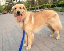 狗狗的品種，居然暴露了你的性格？