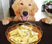 總被人問：“你為什么愛狗？”因為……