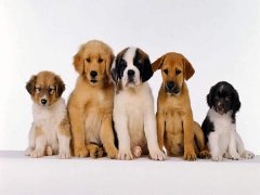 擁有“招狗體質”是種什么樣的體驗？