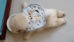 狗狗懶出新境界，只有你想不到，沒有它們做不