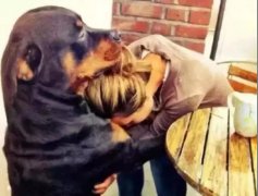 關(guān)于狗子，你不知道的秘密