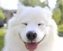 你是什么時(shí)候被你家狗撩到的？