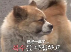 狗子會記仇嗎？