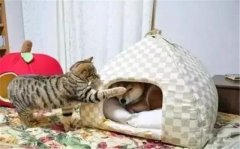 年年被搶窩，次次都慫成狗！可啥時候是個頭啊