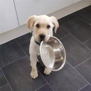 到了飯點不喂狗，你可知道后果的嚴重性？