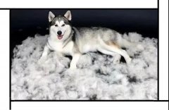 毛質差、過度脫毛？華興重磅推出犬美毛處方糧