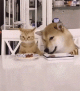 貓糧狗糧可以混吃嗎？ 華興寵物食品