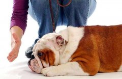 狗狗被主人打后會存有報復(fù)寵主嗎？