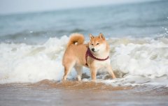 夏季遛狗，要避開這四種不良行為，你別不知道