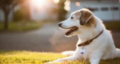 合理喂養寵物狗有技巧，你知道嗎? 華興寵物食品