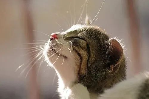 養貓忠告：這3件事一定要做，還有3件事千萬不要做！